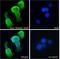 Tripartite Motif Containing 29 antibody, GTX88145, GeneTex, Immunofluorescence image 