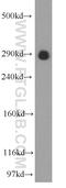 Ubiquitin thiolesterase FAF-X antibody, 55054-1-AP, Proteintech Group, Western Blot image 