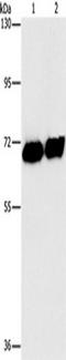 P-LAP antibody, TA349679, Origene, Western Blot image 