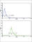 Endoglin antibody, abx031766, Abbexa, Western Blot image 