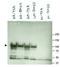 Heat Shock Protein 90 Alpha Family Class A Member 1 antibody, orb345548, Biorbyt, Western Blot image 