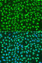 Polypyrimidine Tract Binding Protein 1 antibody, 22-009, ProSci, Immunofluorescence image 