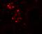 WD Repeat Domain 92 antibody, A13880, Boster Biological Technology, Immunofluorescence image 