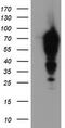 Epsin 2 antibody, TA504295S, Origene, Western Blot image 