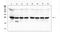 BCL2 Antagonist/Killer 1 antibody, PB9484, Boster Biological Technology, Western Blot image 