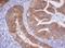 Isocitrate Dehydrogenase (NADP(+)) 1, Cytosolic antibody, NBP2-46019, Novus Biologicals, Immunohistochemistry frozen image 