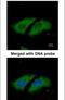 Serine/Threonine Kinase 33 antibody, PA5-28911, Invitrogen Antibodies, Immunofluorescence image 