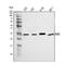 GAR1 Ribonucleoprotein antibody, A07049-1, Boster Biological Technology, Western Blot image 