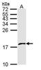 Platelet factor 4 variant antibody, TA308934, Origene, Western Blot image 