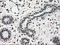 SCY1 Like Pseudokinase 3 antibody, LS-C784309, Lifespan Biosciences, Immunohistochemistry frozen image 