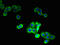 STEAP Family Member 1 antibody, CSB-PA13354A0Rb, Cusabio, Immunofluorescence image 