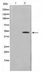 KROX20 antibody, TA347615, Origene, Western Blot image 