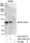 IKK alpha/beta antibody, A301-934A, Bethyl Labs, Immunoprecipitation image 