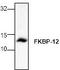 FKBP Prolyl Isomerase 1A antibody, TA318937, Origene, Western Blot image 