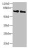 Kelch Like ECH Associated Protein 1 antibody, CSB-PA012147LA01HU, Cusabio, Western Blot image 