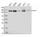 Par-3 Family Cell Polarity Regulator antibody, A01897-2, Boster Biological Technology, Western Blot image 