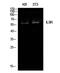 IL-9 receptor antibody, PA5-51132, Invitrogen Antibodies, Western Blot image 