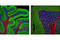 Synapsin I antibody, 5297S, Cell Signaling Technology, Immunofluorescence image 