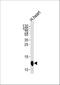 Cytochrome C Oxidase Subunit 6A2 antibody, A15662-2, Boster Biological Technology, Western Blot image 