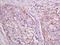 Geminin DNA Replication Inhibitor antibody, orb1117, Biorbyt, Immunohistochemistry paraffin image 