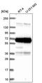 ATPase Family AAA Domain Containing 3A antibody, PA5-66727, Invitrogen Antibodies, Western Blot image 