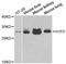 H1 Histone Family Member 0 antibody, STJ23903, St John