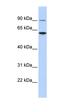 Dystroglycan 1 antibody, orb325274, Biorbyt, Western Blot image 