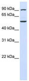 WD Repeat Domain 34 antibody, TA346652, Origene, Western Blot image 