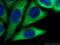 Nucleolar Protein 3 antibody, 10846-2-AP, Proteintech Group, Immunofluorescence image 