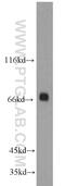Protein Kinase C Delta antibody, 14188-1-AP, Proteintech Group, Western Blot image 