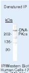 Protein Kinase, DNA-Activated, Catalytic Subunit antibody, NB600-1203, Novus Biologicals, Immunoprecipitation image 