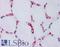 Coagulation Factor VIII antibody, LS-B2979, Lifespan Biosciences, Immunohistochemistry frozen image 
