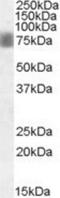 NUAK Family Kinase 1 antibody, NBP1-36937, Novus Biologicals, Western Blot image 