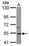 Interleukin 1 Receptor Associated Kinase 4 antibody, GTX113324, GeneTex, Western Blot image 