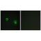 A-Kinase Anchoring Protein 1 antibody, A04451, Boster Biological Technology, Immunofluorescence image 