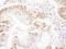 FACT complex subunit SSRP1 antibody, A303-068A, Bethyl Labs, Immunohistochemistry frozen image 