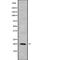 CKLF Like MARVEL Transmembrane Domain Containing 8 antibody, PA5-68149, Invitrogen Antibodies, Western Blot image 