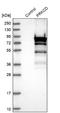 Protein Kinase C Delta antibody, NBP1-90351, Novus Biologicals, Western Blot image 