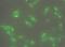 STEAP Family Member 1 antibody, NBP1-07094, Novus Biologicals, Immunocytochemistry image 