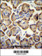 Rap Associating With DIL Domain antibody, 55-102, ProSci, Immunohistochemistry paraffin image 