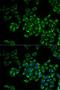 Fission, Mitochondrial 1 antibody, LS-C334315, Lifespan Biosciences, Immunofluorescence image 