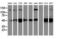 Histone Deacetylase 6 antibody, LS-C785350, Lifespan Biosciences, Western Blot image 