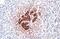 Insulin antibody, GTX636463, GeneTex, Immunohistochemistry paraffin image 