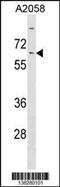 Kelch Like Family Member 14 antibody, 59-930, ProSci, Western Blot image 