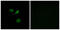 Olfactory Receptor Family 10 Subfamily AD Member 1 antibody, GTX87449, GeneTex, Immunofluorescence image 