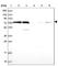 Glycerol-3-Phosphate Dehydrogenase 2 antibody, HPA045506, Atlas Antibodies, Western Blot image 