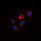 Phospholamban antibody, LS-C356256, Lifespan Biosciences, Immunofluorescence image 