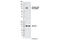 Ret Proto-Oncogene antibody, 3221S, Cell Signaling Technology, Western Blot image 