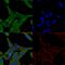Fascin Actin-Bundling Protein 1 antibody, GTX34718, GeneTex, Immunocytochemistry image 