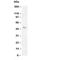 Hypocretin Receptor 1 antibody, R30266, NSJ Bioreagents, Western Blot image 